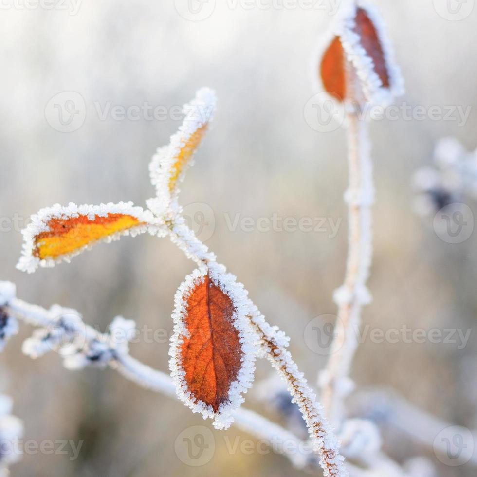 Winter background, hoarfrost on leaves photo