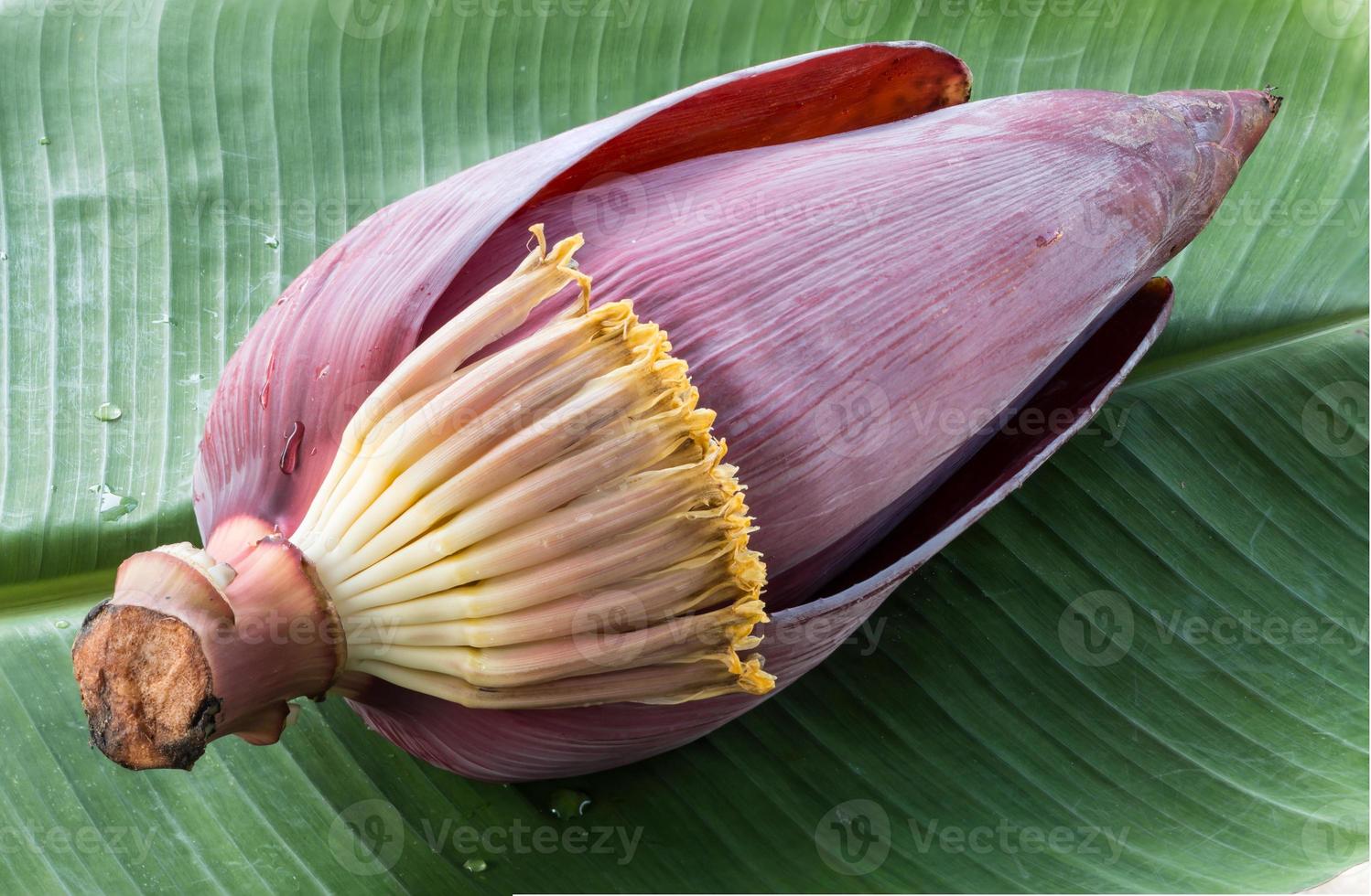 banana blossom 744575 Stock Photo at Vecteezy