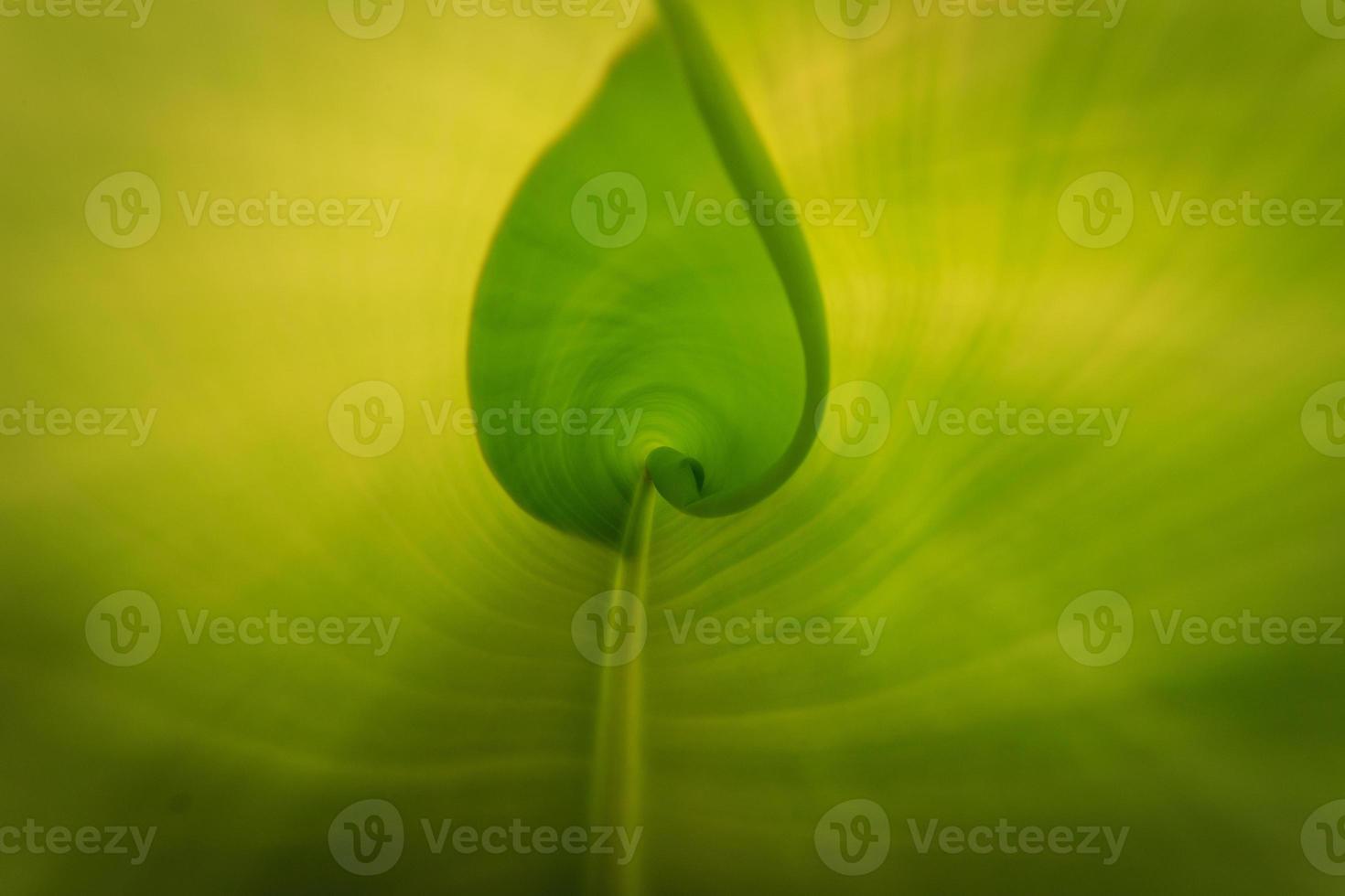 Texture of banana leaf photo