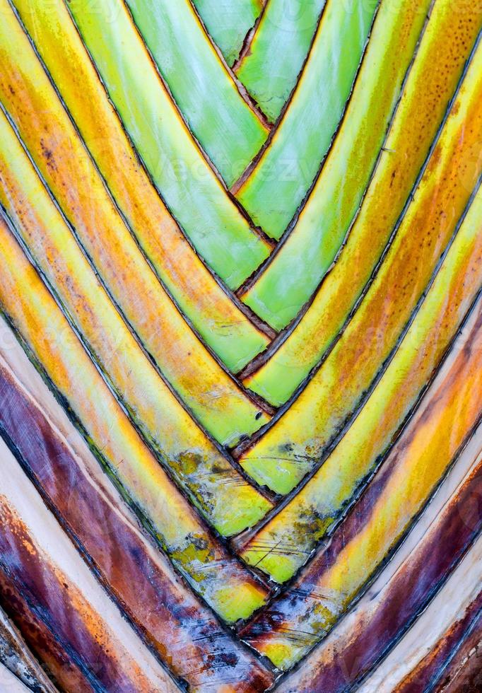 Leaf bases on a Traveler's Palm (Ravenala madagascari photo