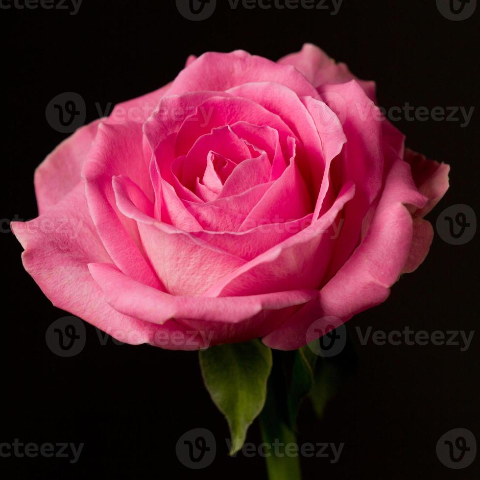 Rosa rosa aislado en negro. simbólico de amor y compasión foto