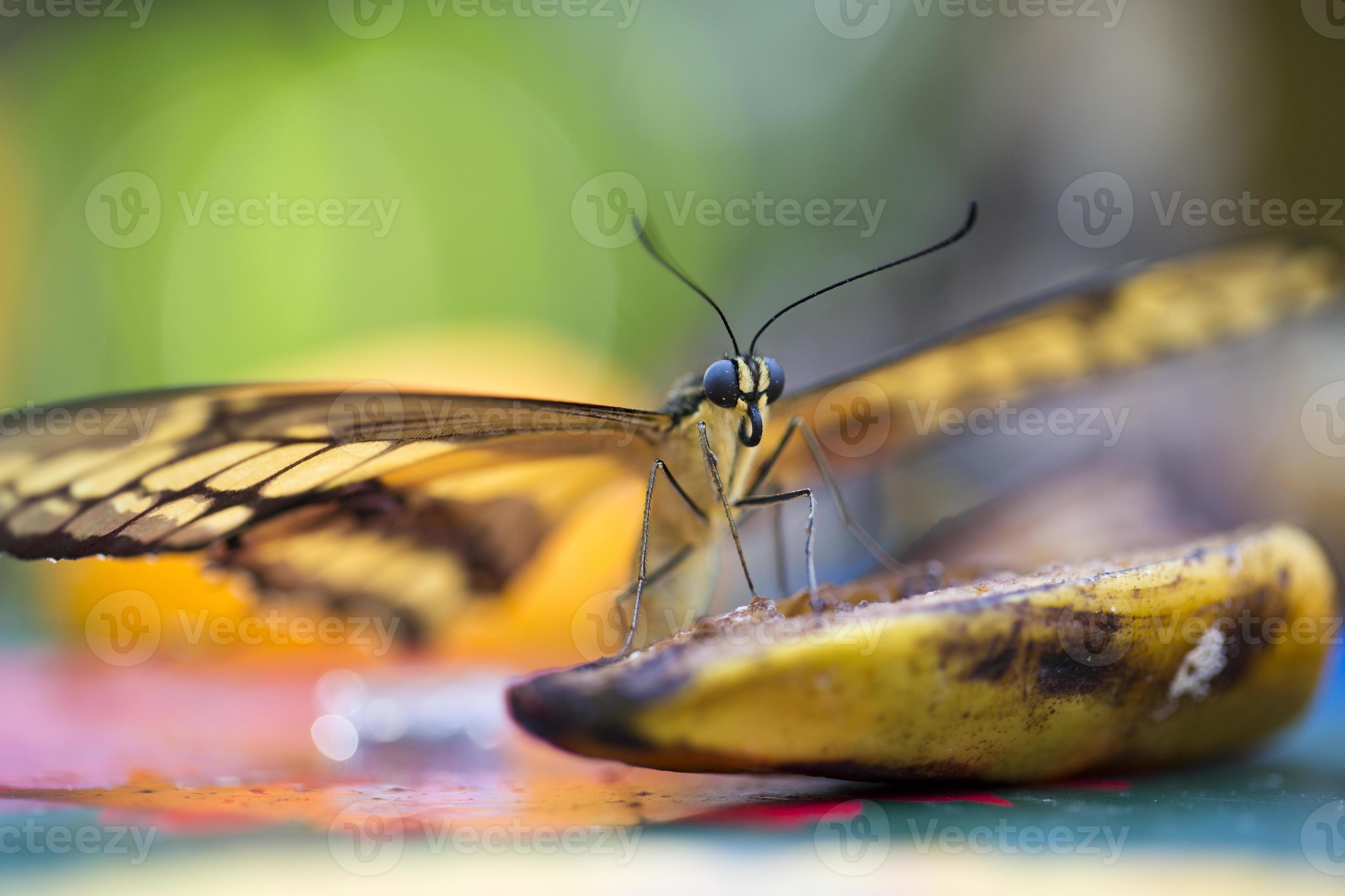 King Swallowtail Butterfly 745842 Stock Photo at Vecteezy