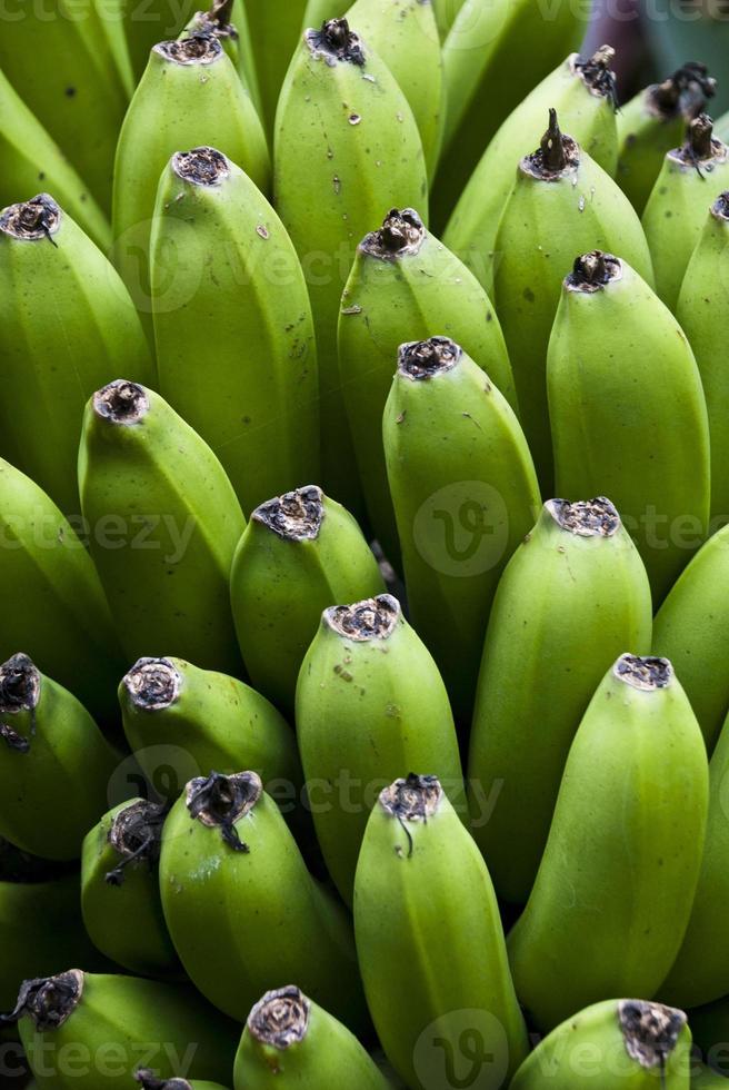 jardín de la naturaleza - plátanos verdes foto