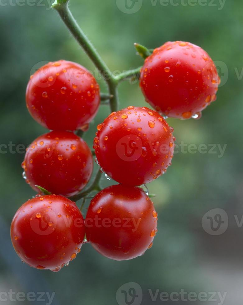 Cherry tomatoes. photo