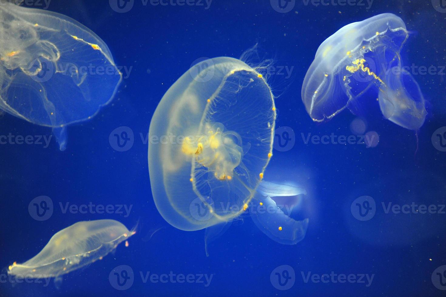 School of Moon Jellyfish photo