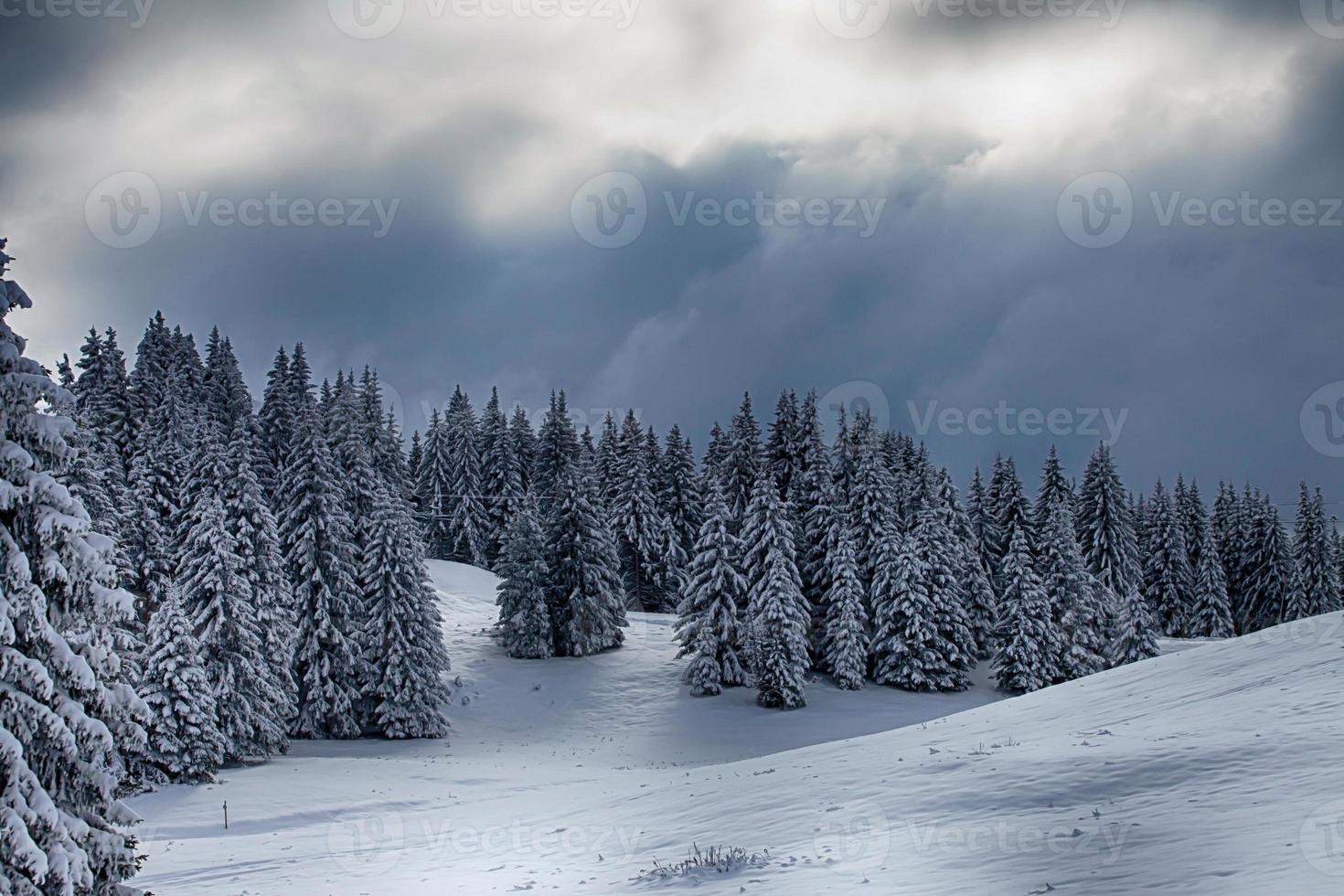 Foret Enneigee Savoie Stock Photo At Vecteezy