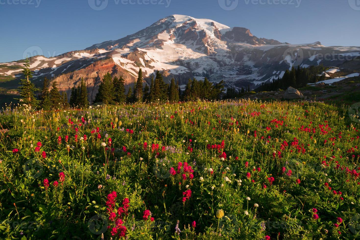 Cascade Range Rainier National Park Mountain Paradise Meadow Wildflowers photo