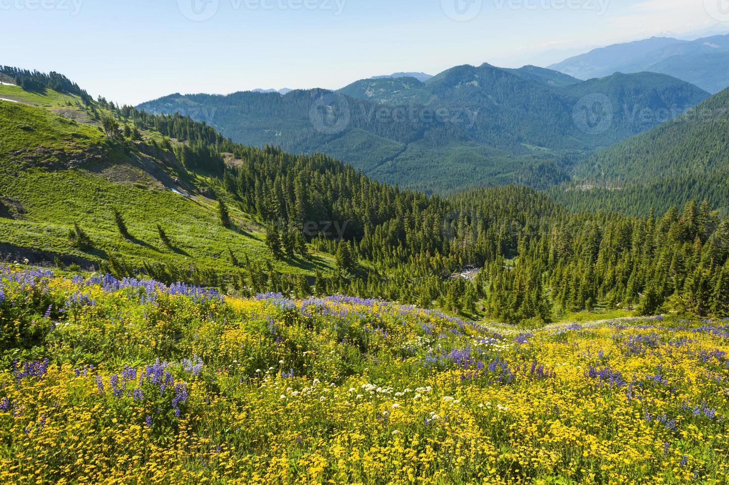 flores silvestres alpinas foto