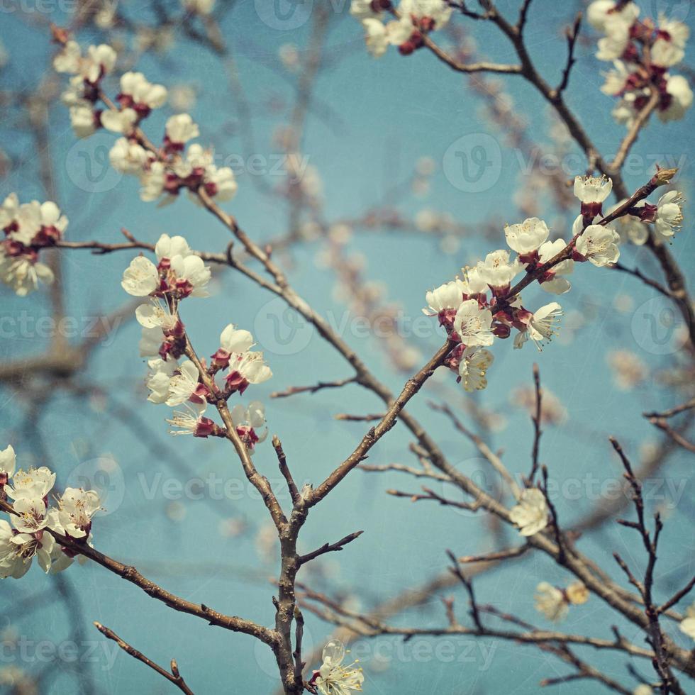 Apricot blossom flowers photo