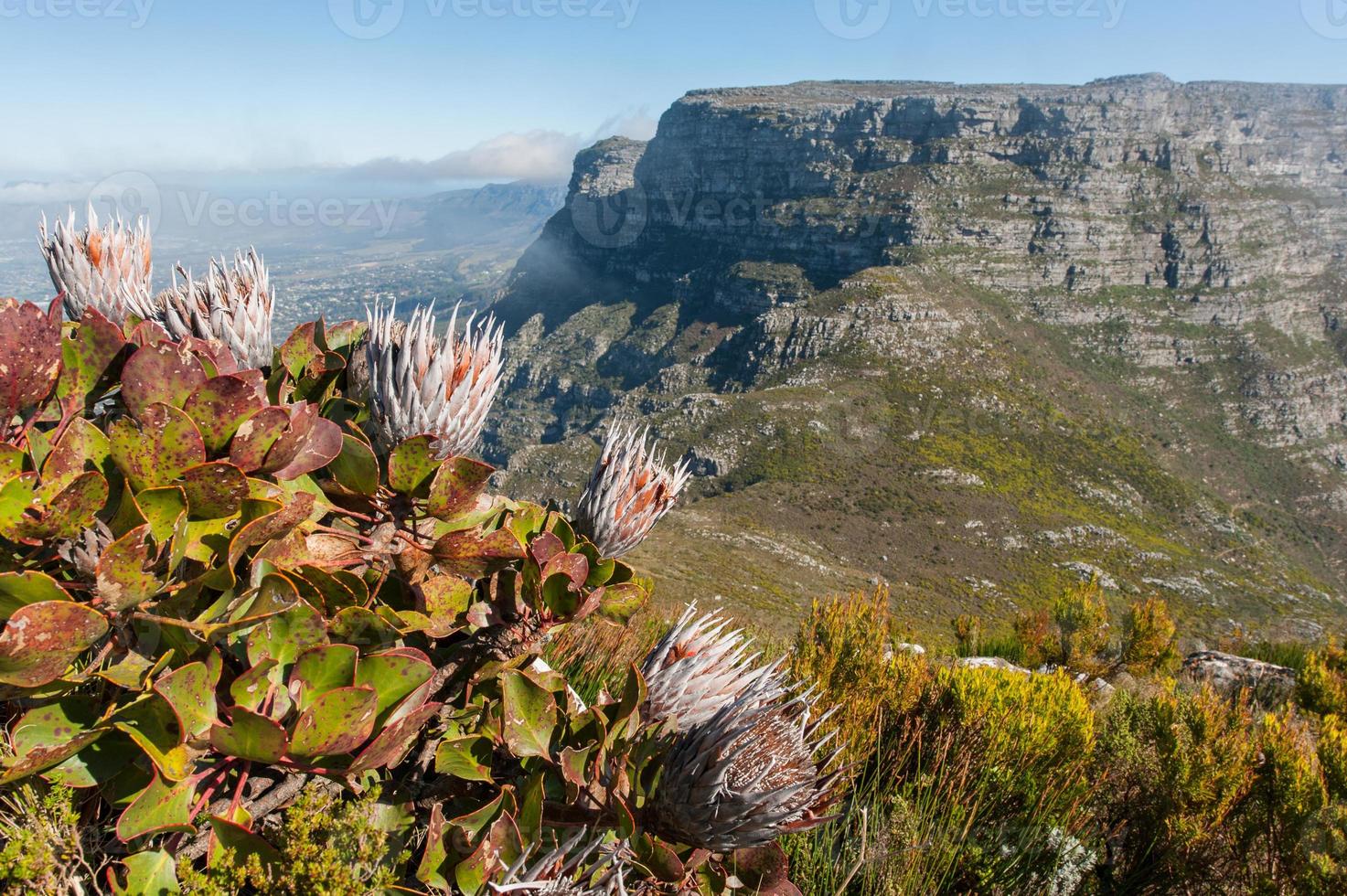 Paisaje de montaña de mesa con flores en ciudad del cabo, Sudáfrica foto