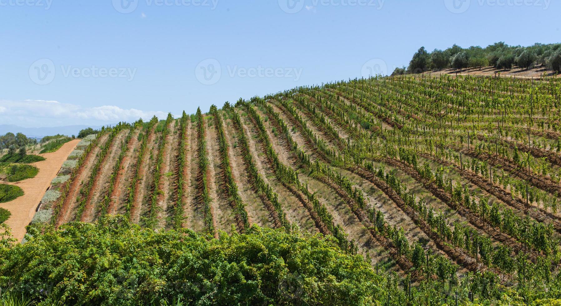 Grape vines in Cape Town, South Africa photo