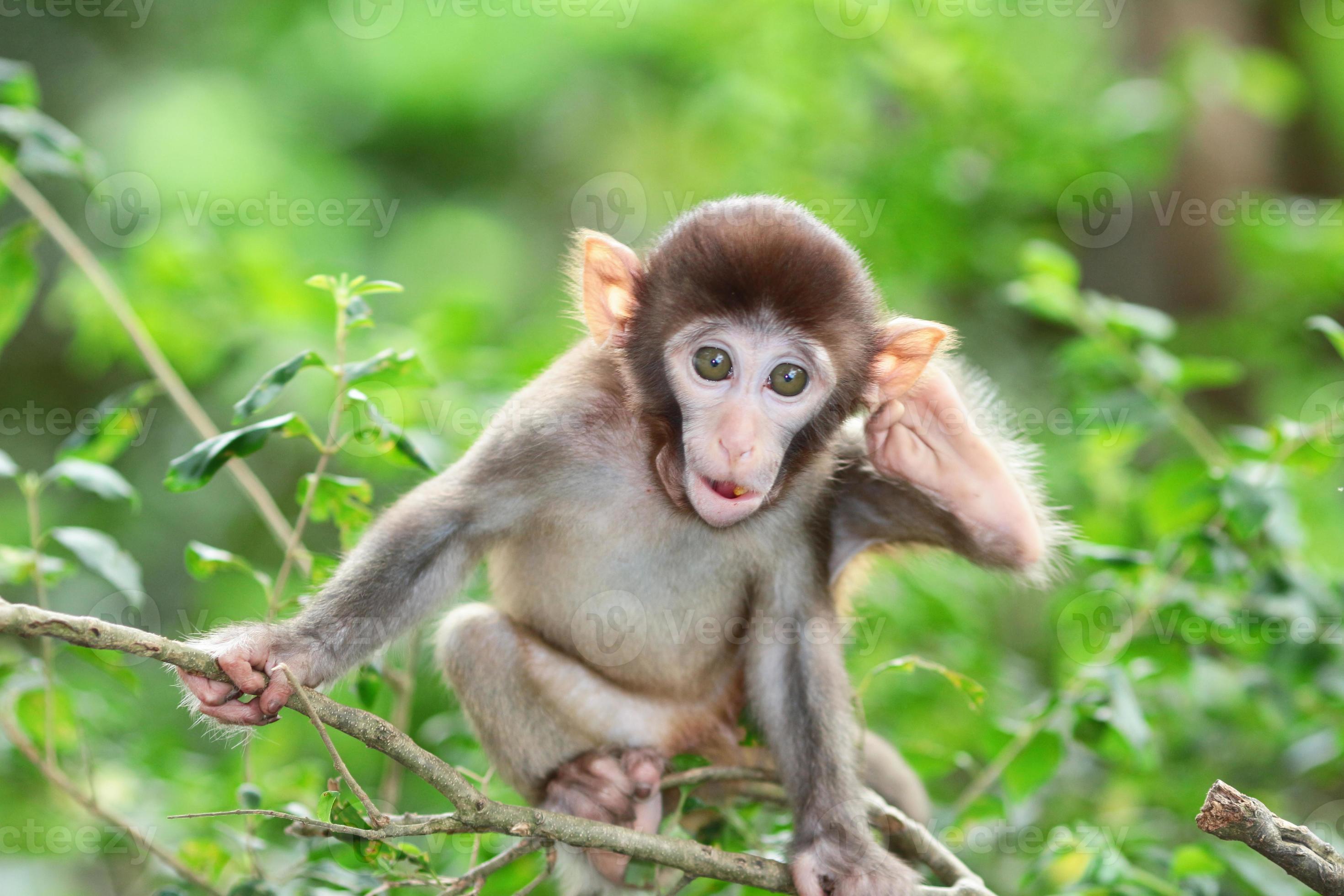 Macaco Albino em Seu Macaco Albinho  