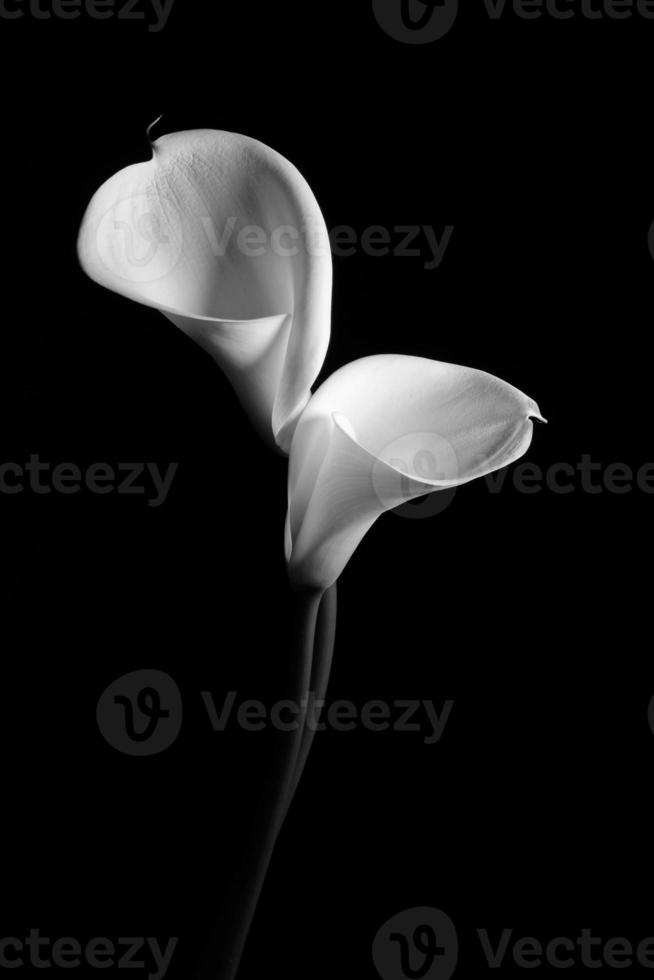 Couple of white Calla lily on a black background photo