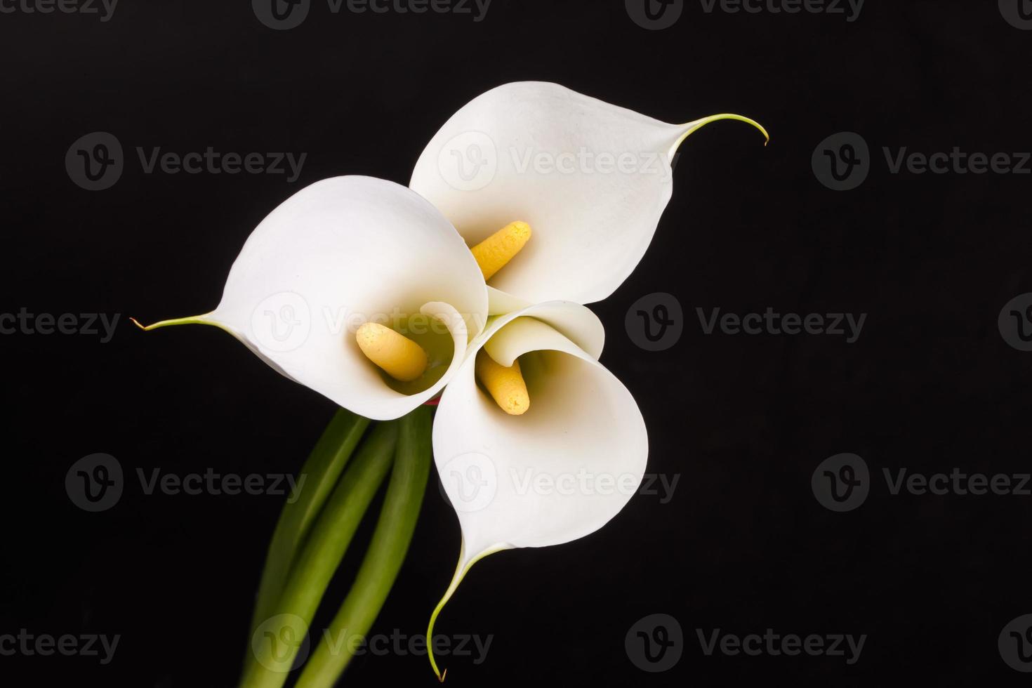 Beautiful white Calla lilies over black background photo