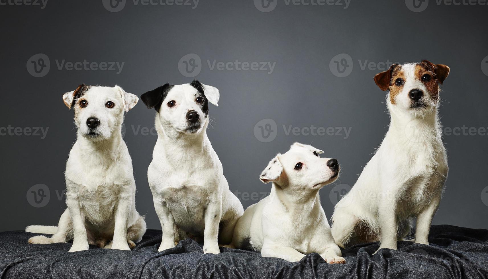 Jack Russell terrier family portrait photo