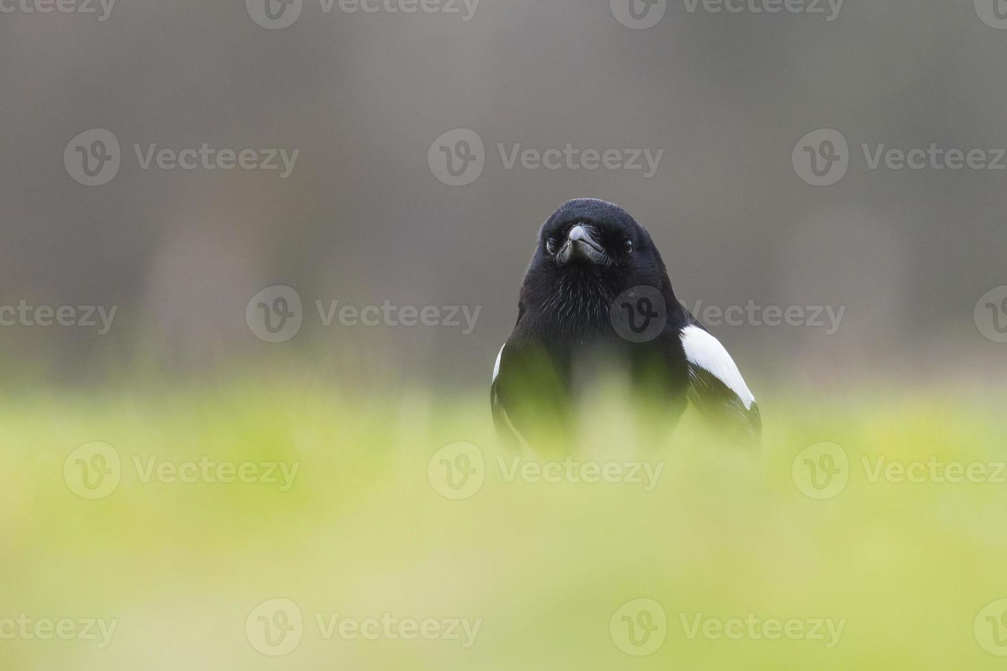 Common Magpie foraging in the grass photo