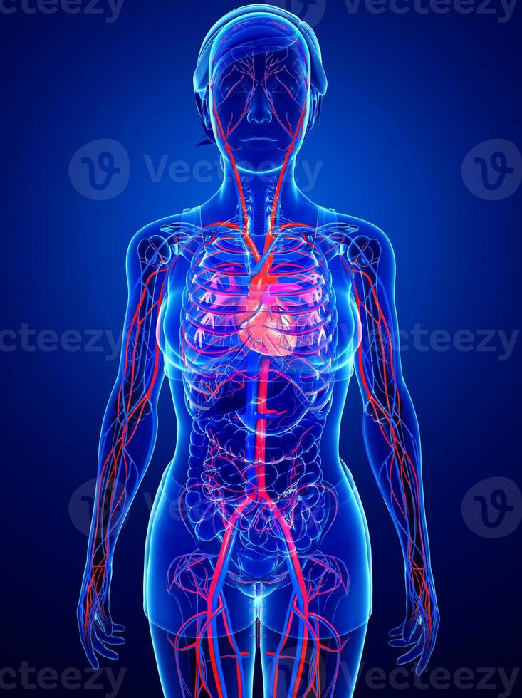 sistema circulatorio femenino foto
