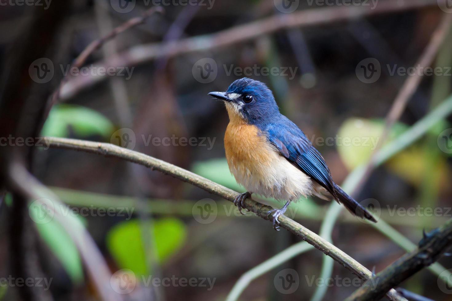 Mangrove Blue Flycatcher (female) photo