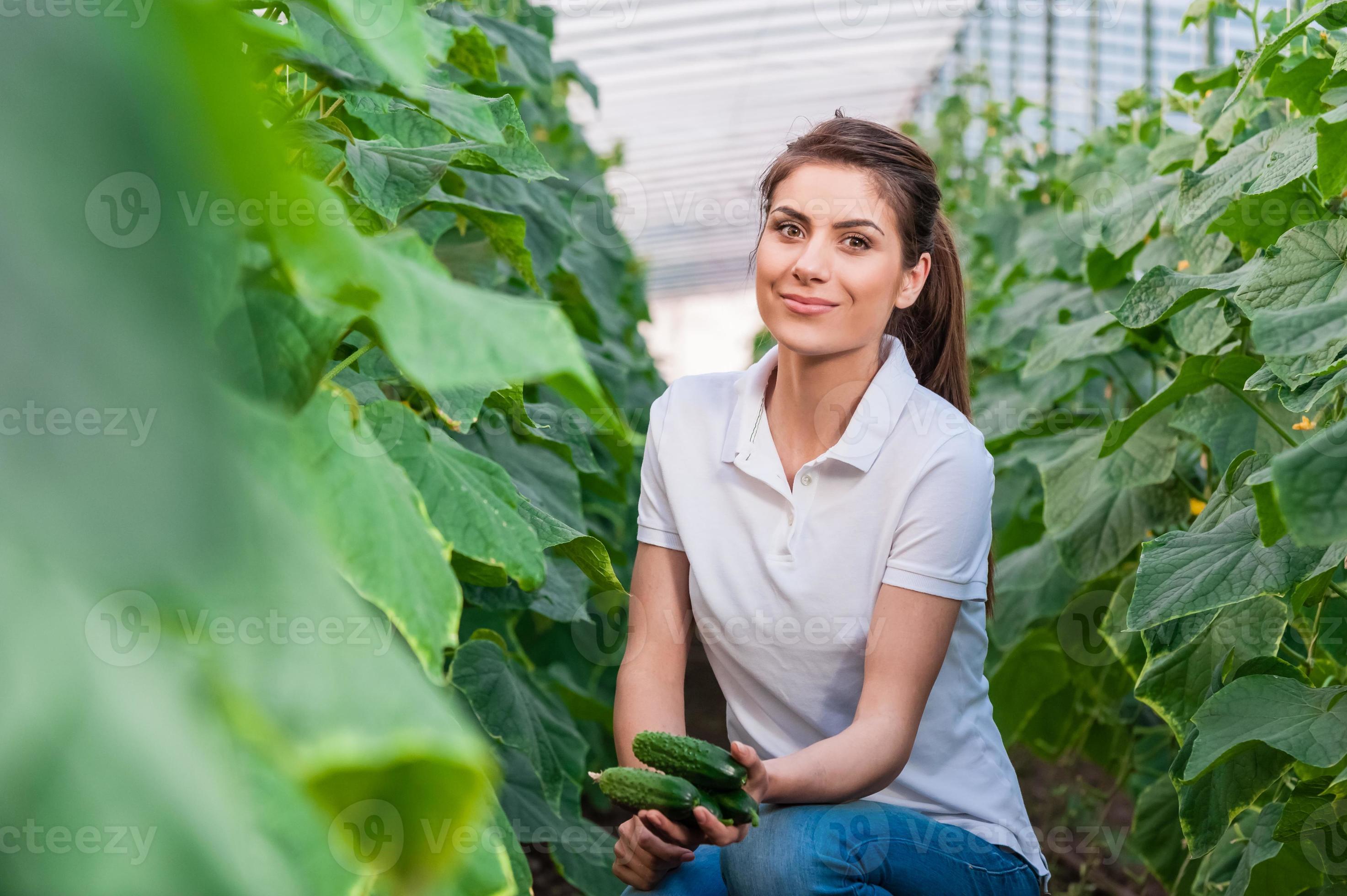 женщина собирает огурцы. сбор огурцов. женщина собирает огурцы. женщина с огурцом. женщина с урожаем огурцов.