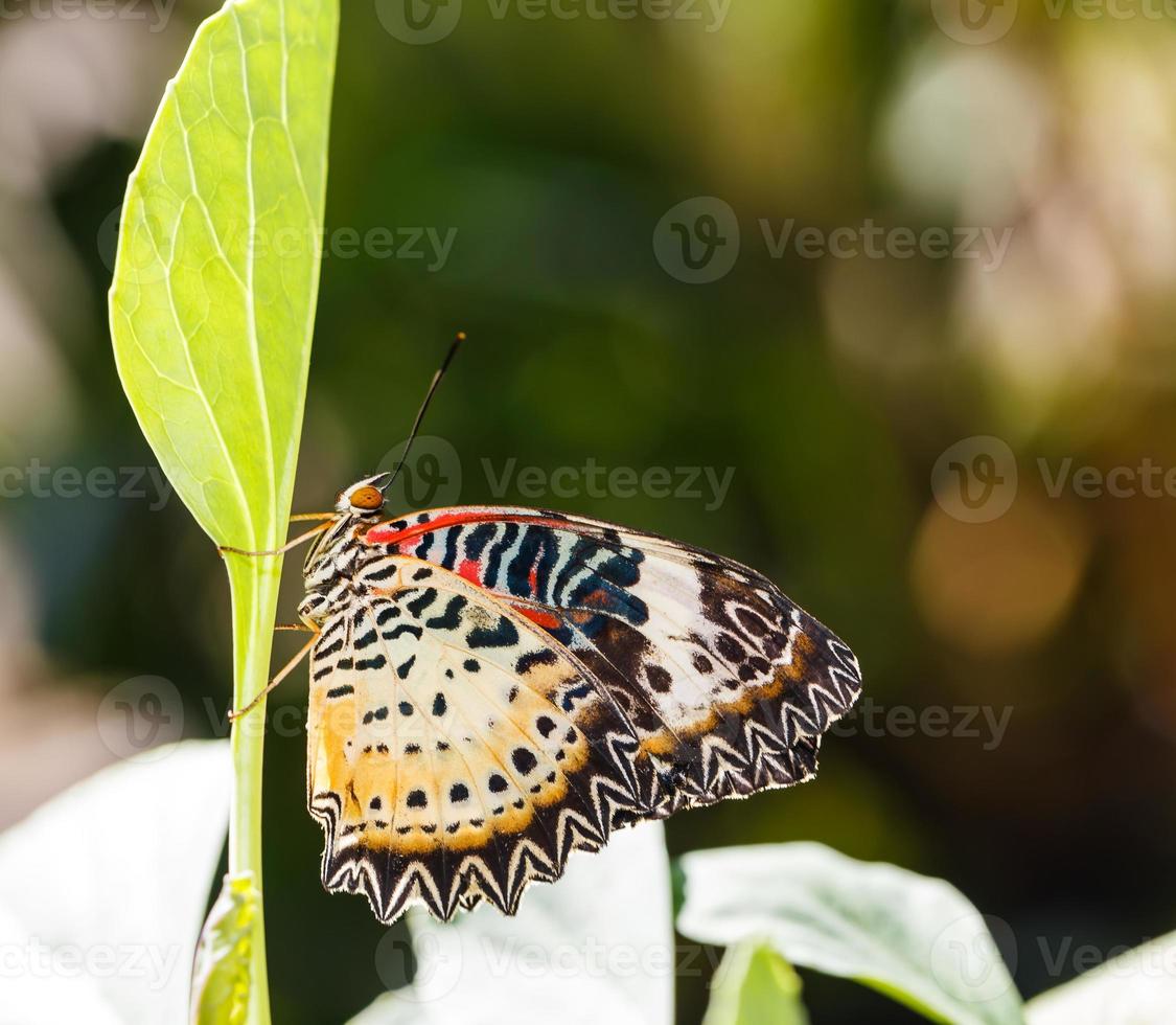 mariposa de encaje de leopardo hembra (cethosia cyane euanthes) mariposa foto