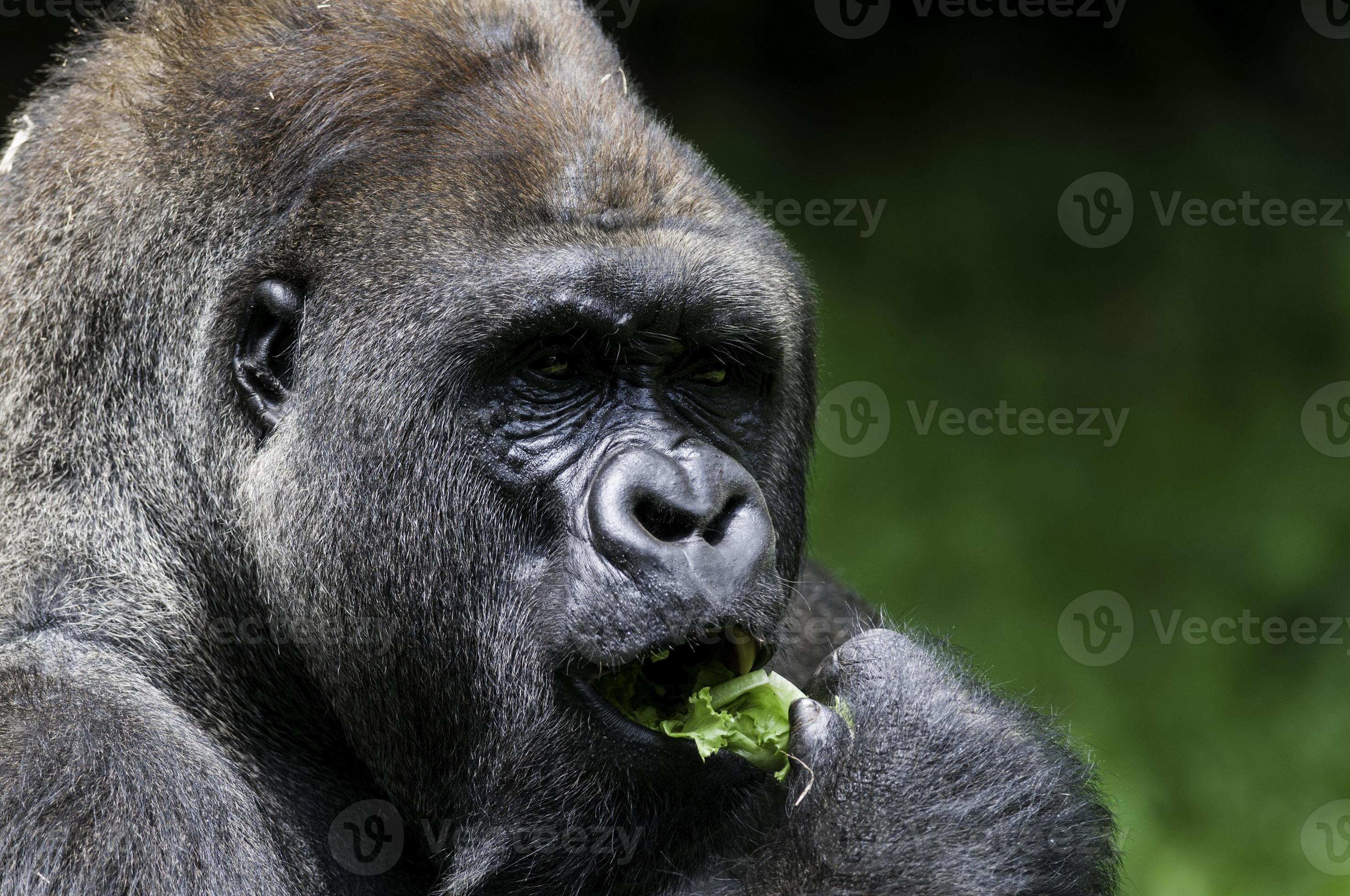 Hungry Lowland Gorilla photo
