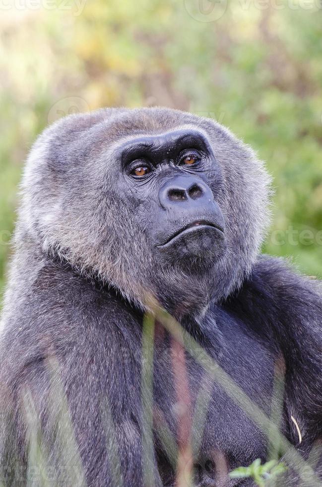 Western Lowland Gorilla photo
