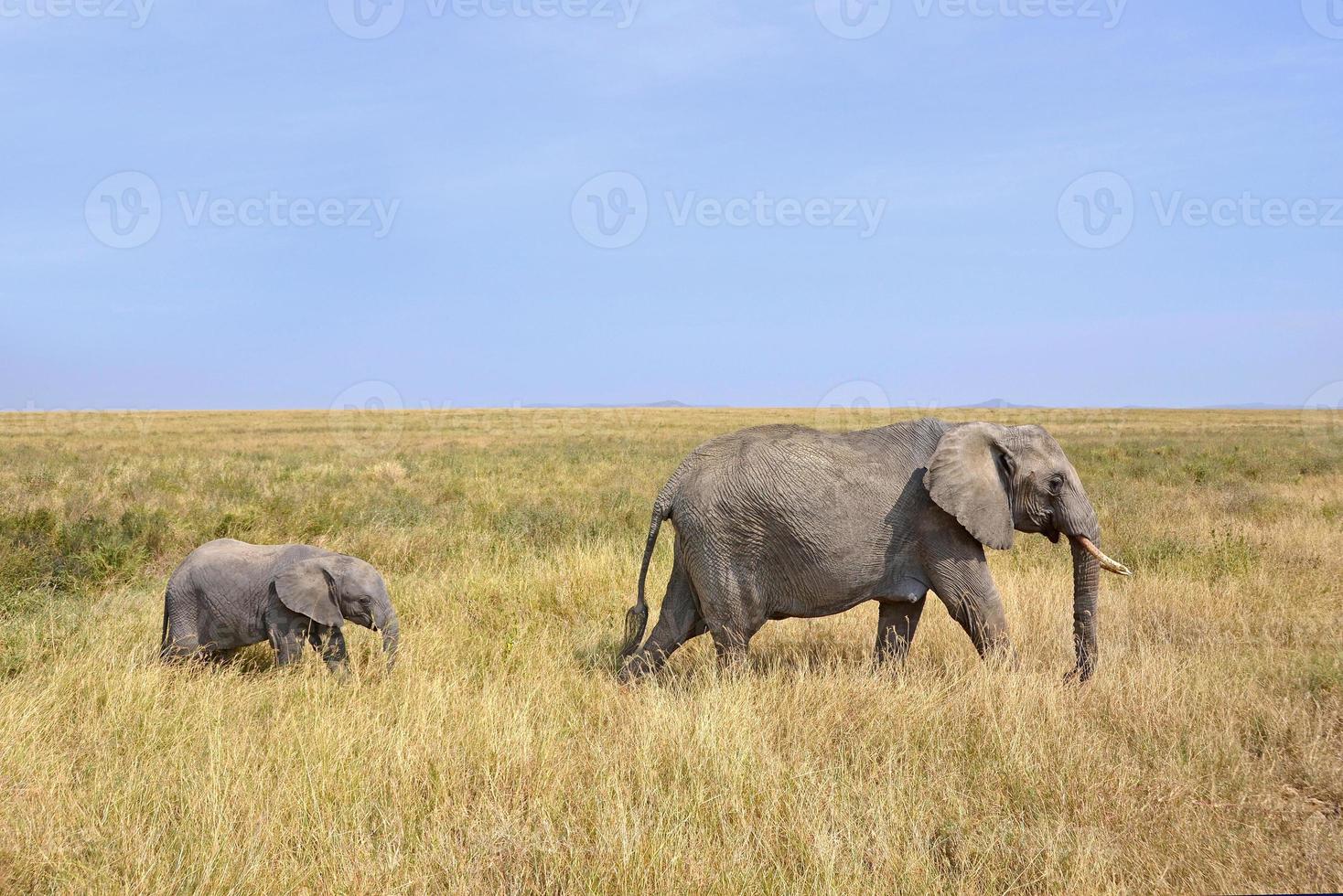 Baby Elephant With Mother Walking On Safari Stock Photo