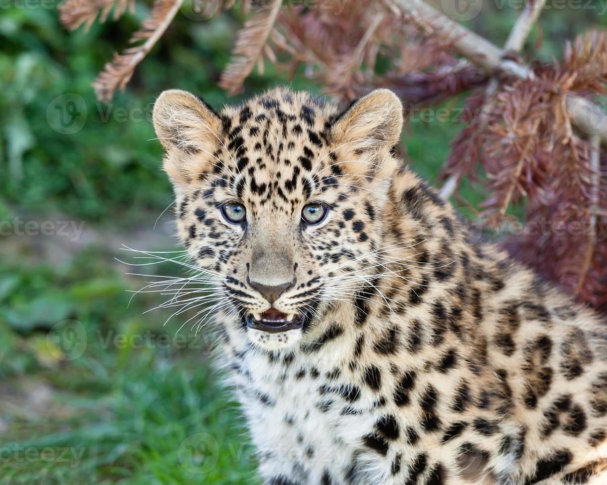 Portrait of Cute Baby Amur Leopard Cub photo