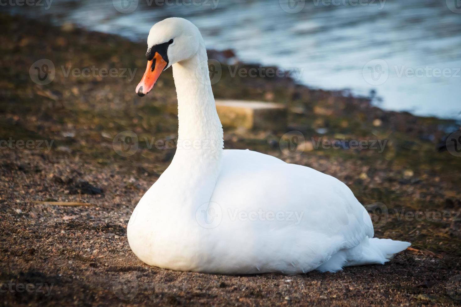 Swan Resting On The Shore In Helsinki Finland 756888 Stock Photo At Vecteezy