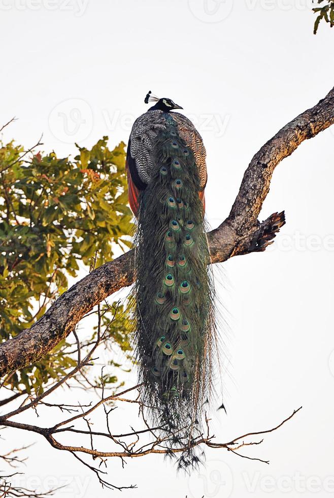 Peacock, Sri Lanka photo