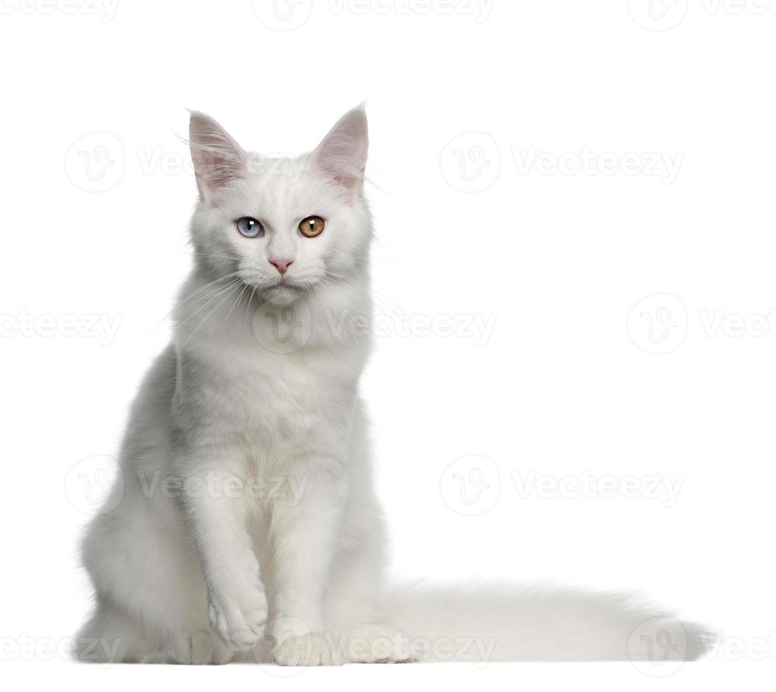 Retrato de maine coon cat, 5 meses de edad, sentado foto