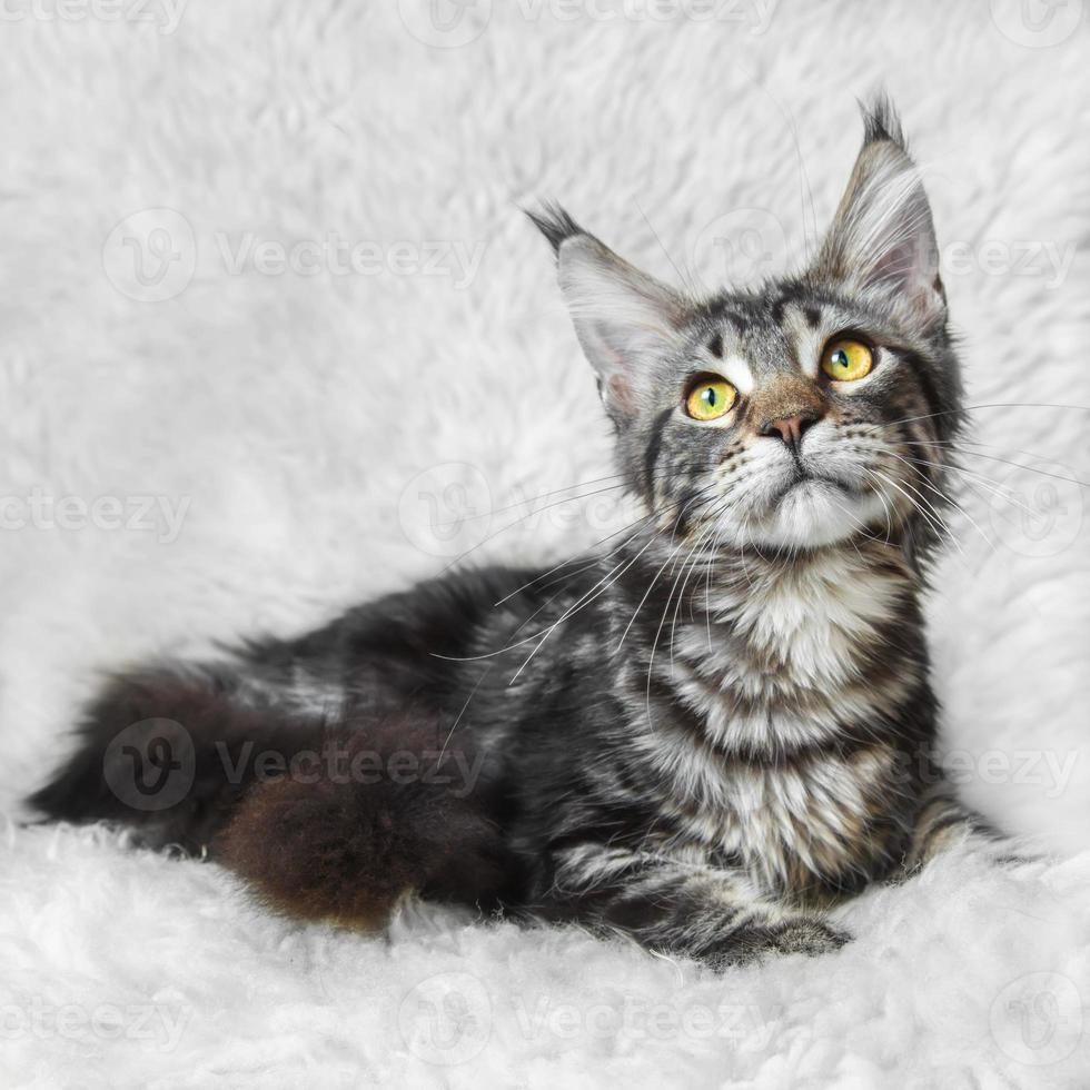 Black tabby maine coon cat posing on white background fur photo