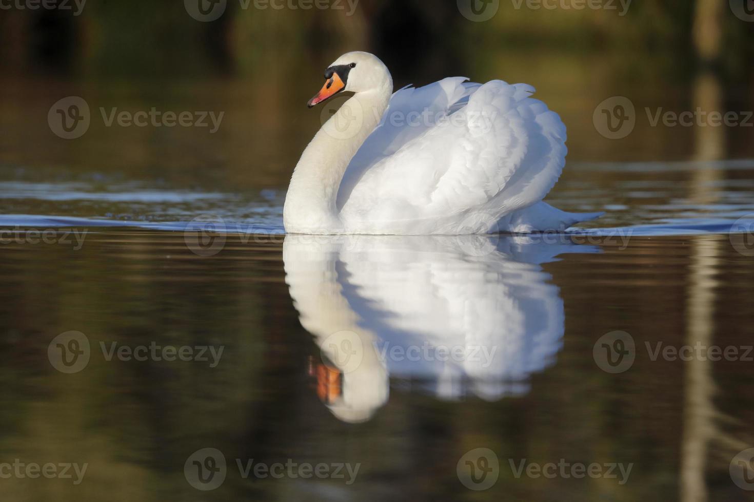 Mute swan,Cygnus olor photo