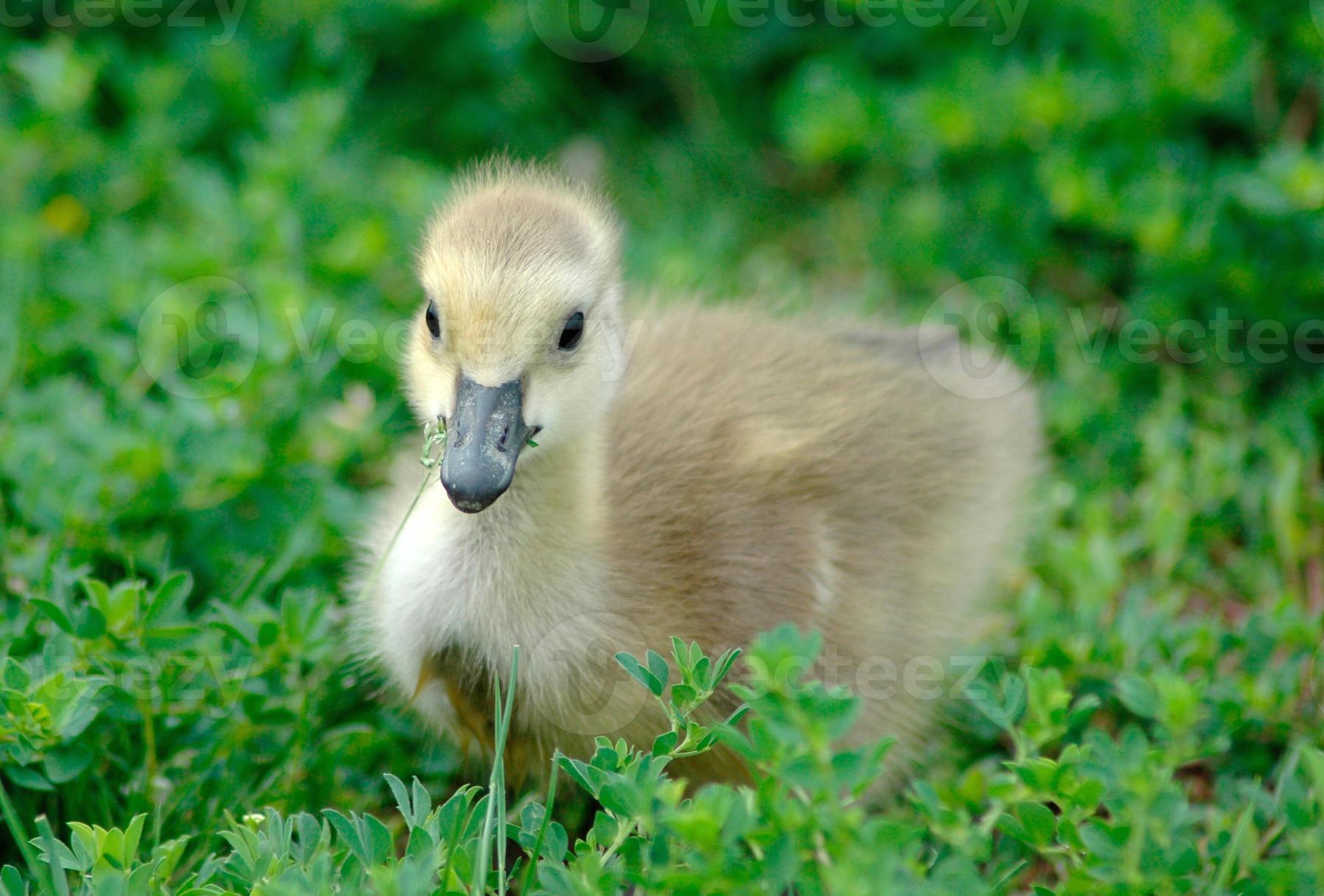fluffy gosling photo
