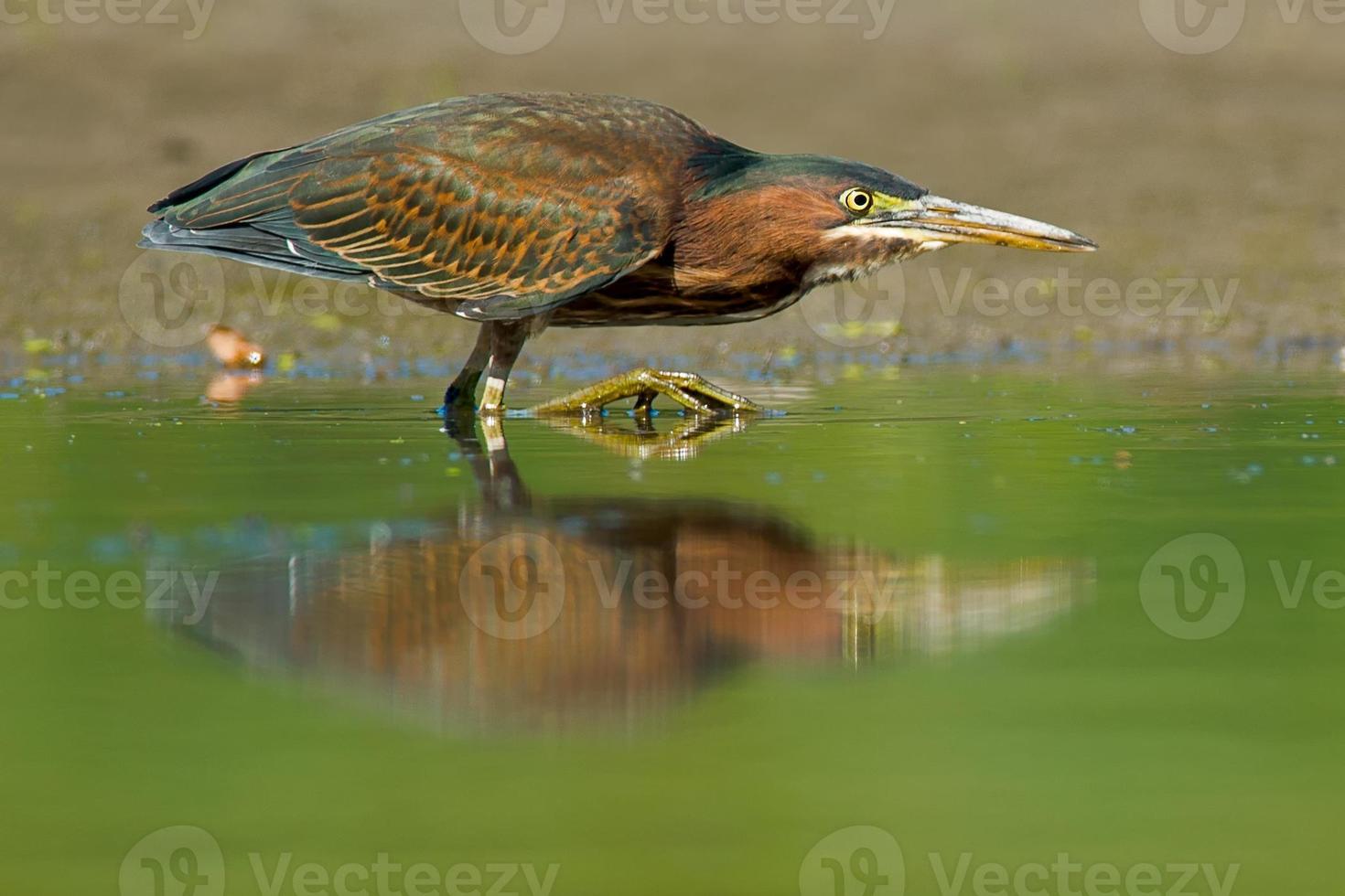 Green Heron photo