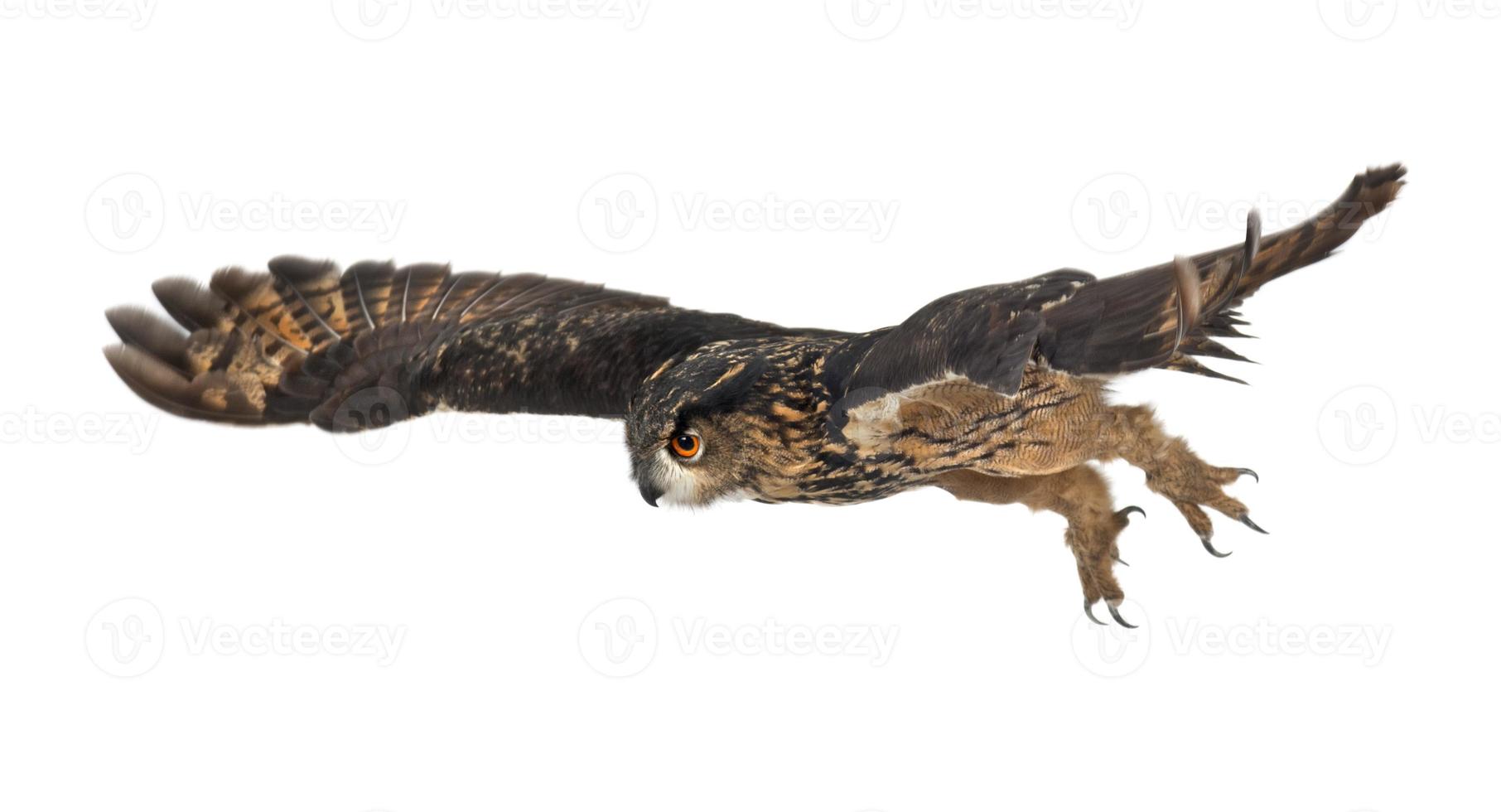 Eurasian Eagle-Owl 15 years old, flying against whit photo