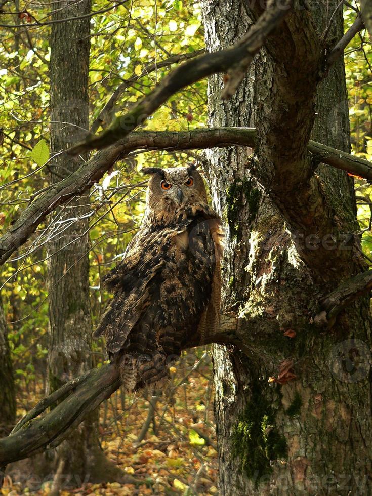 Eurasian Eagle-Owl photo