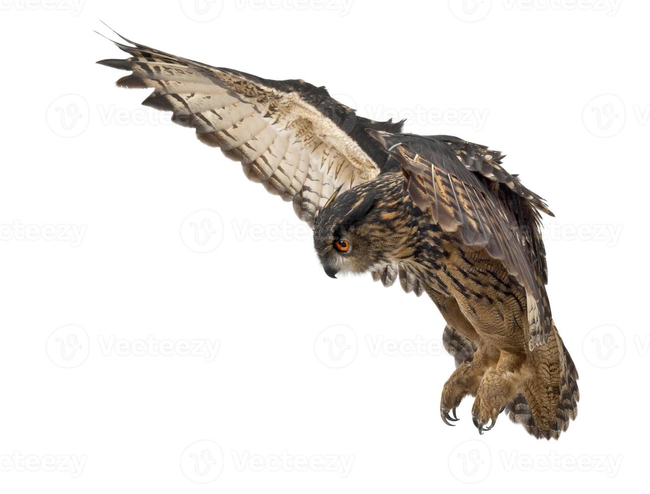 Eurasian Eagle-Owl, Bubo, 15 years old photo