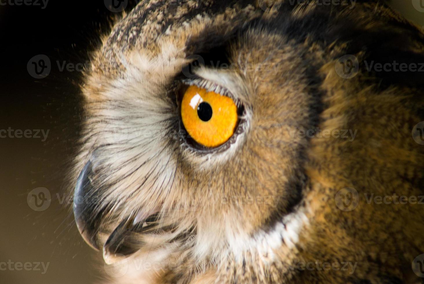 Owl eye photo