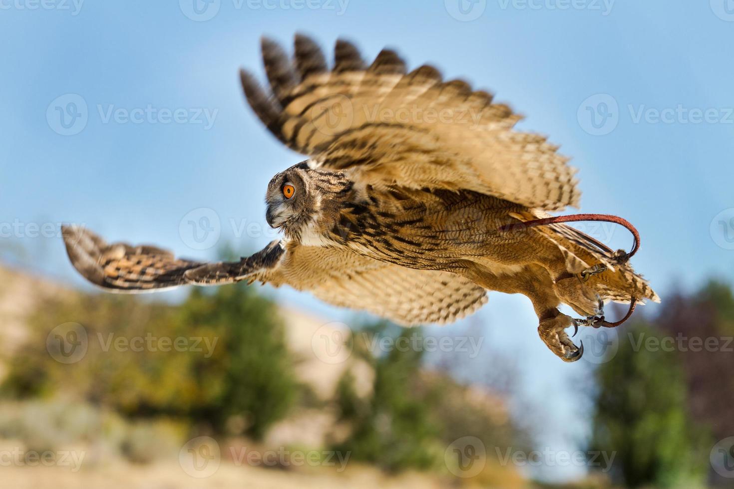 Bird in flight on the hunt photo