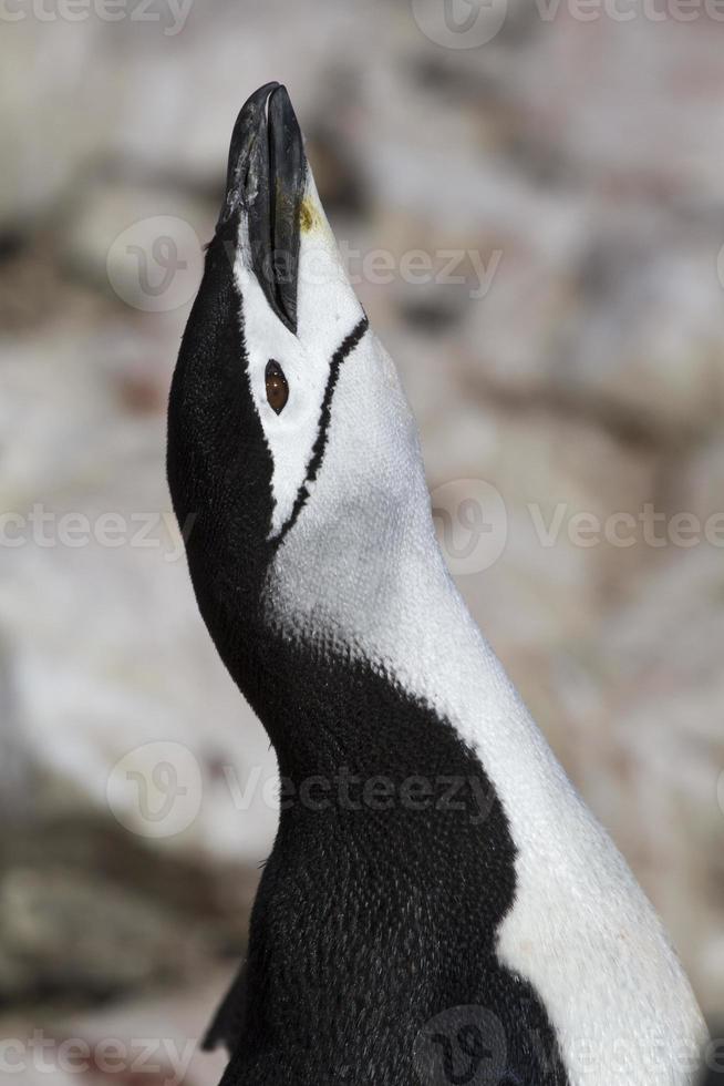 Portrait of a screaming Antarctic penguin 1 photo