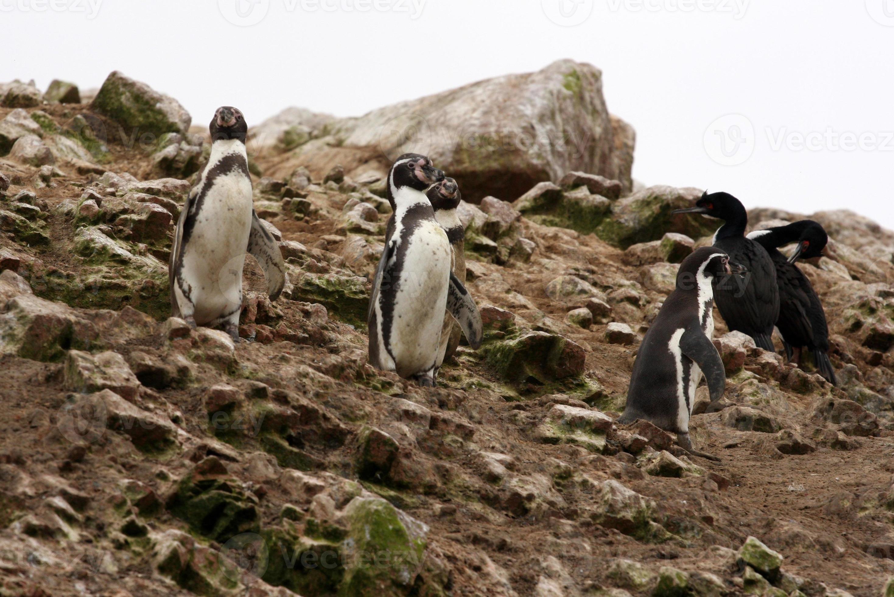 Humboldt Penguin in the island Ballestas, Paracas National Park, Peru. 757784 Stock Photo at Vecteezy Humboldt Penguin in the island Ballestas, Paracas National Park, Peru. 757784 Stock Photo at Vecteezy