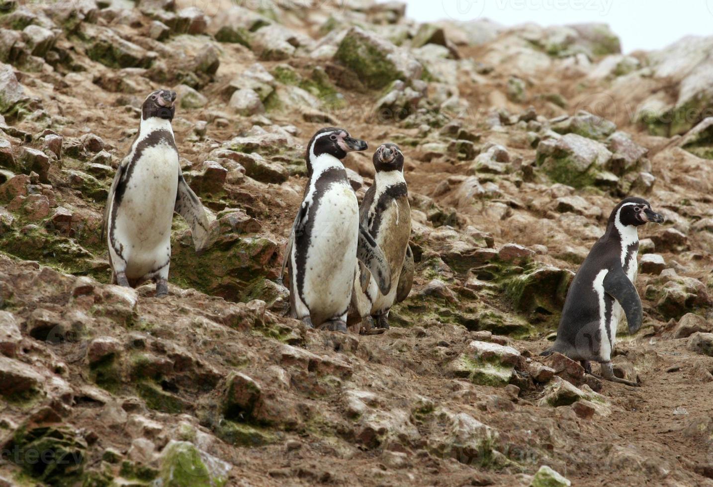 Humboldt Penguin in the island Ballestas, Paracas National Park, Peru. 757785 Stock Photo at Vecteezy Humboldt Penguin in the island Ballestas, Paracas National Park, Peru. 757785 Stock Photo at Vecteezy