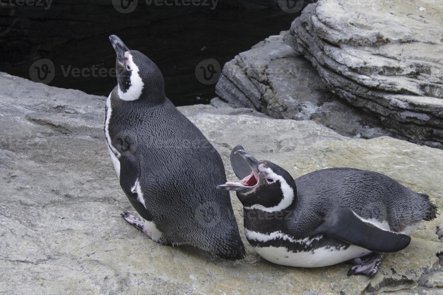 pingüinos foto