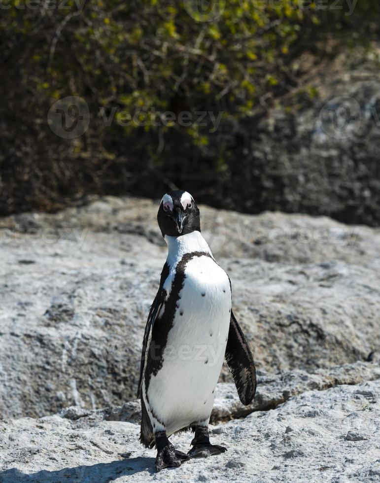 pingüinos africanos en la playa de cantos rodados foto
