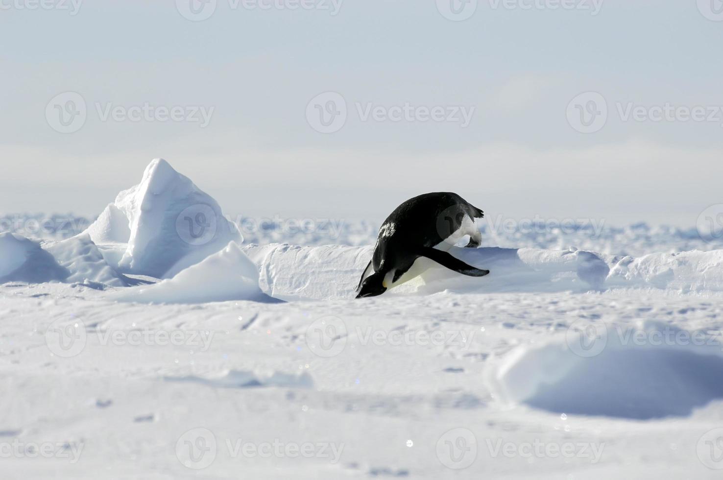 juegos olímpicos de pingüinos foto
