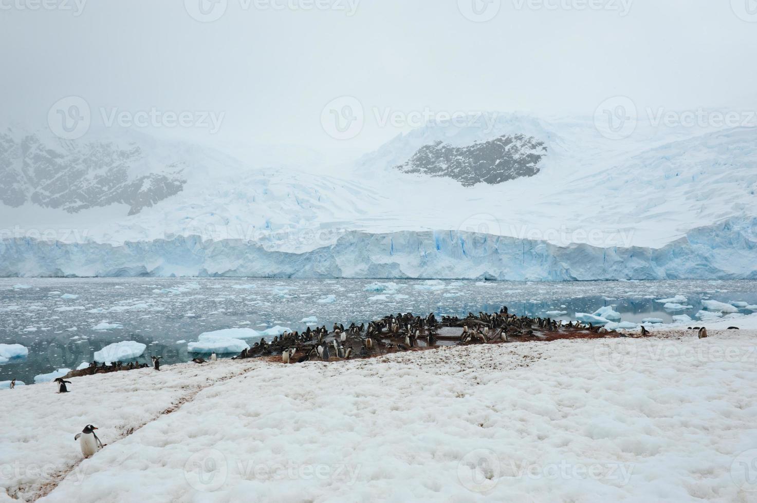 pingüinos en el puerto de neko foto