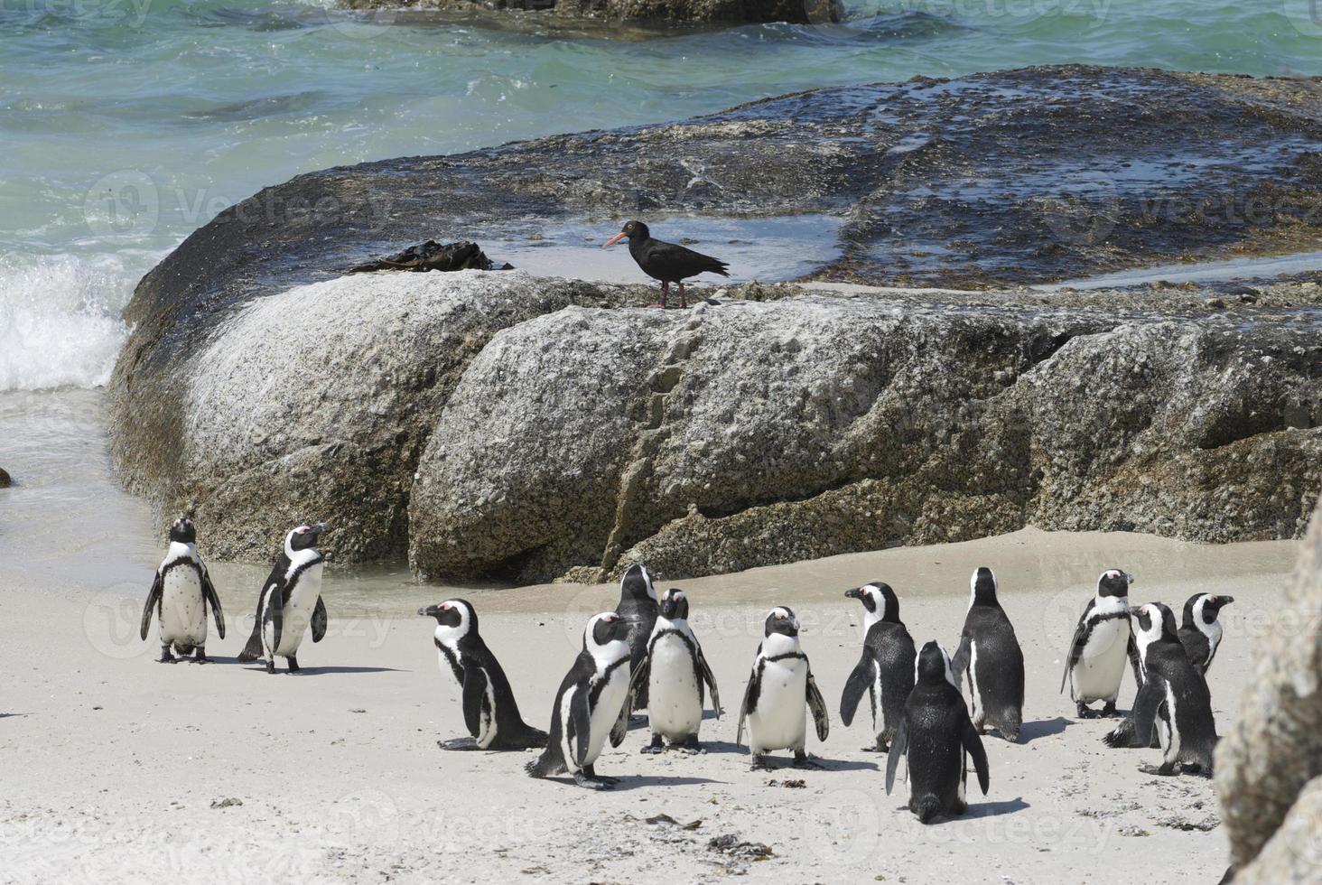 ostrero con colonia de pingüinos foto