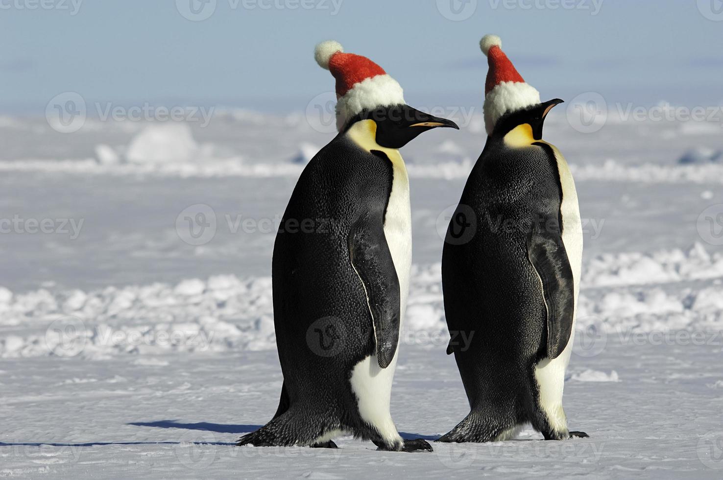pareja de pingüinos en navidad foto