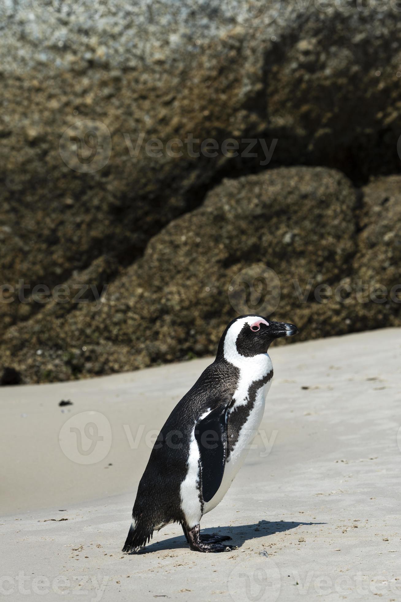 pingüinos africanos en la playa de cantos rodados foto